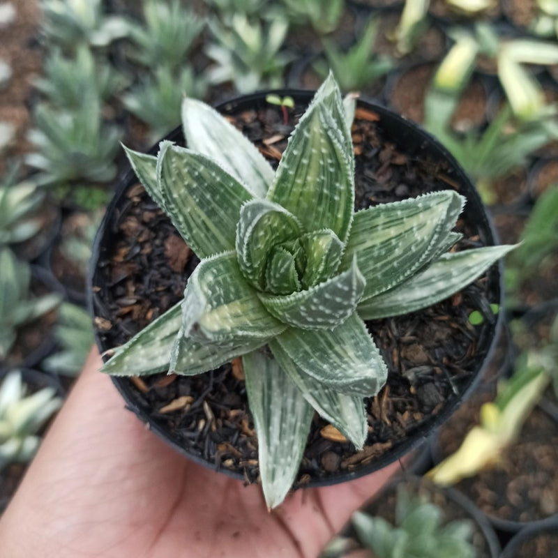 Gasteria beguinii varigated