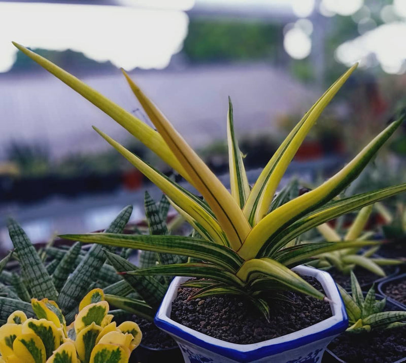 Sansevieria Royal Crown Variegated