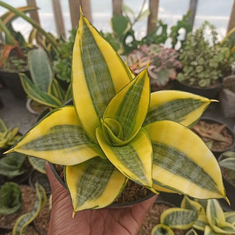 Sansevieria Hahnii Philippine Variegated