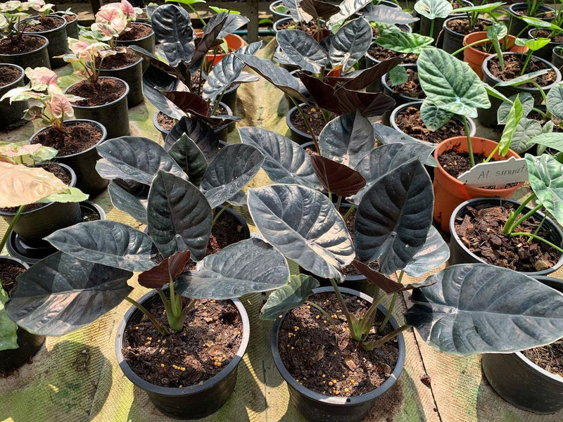 Alocasia Infernalis