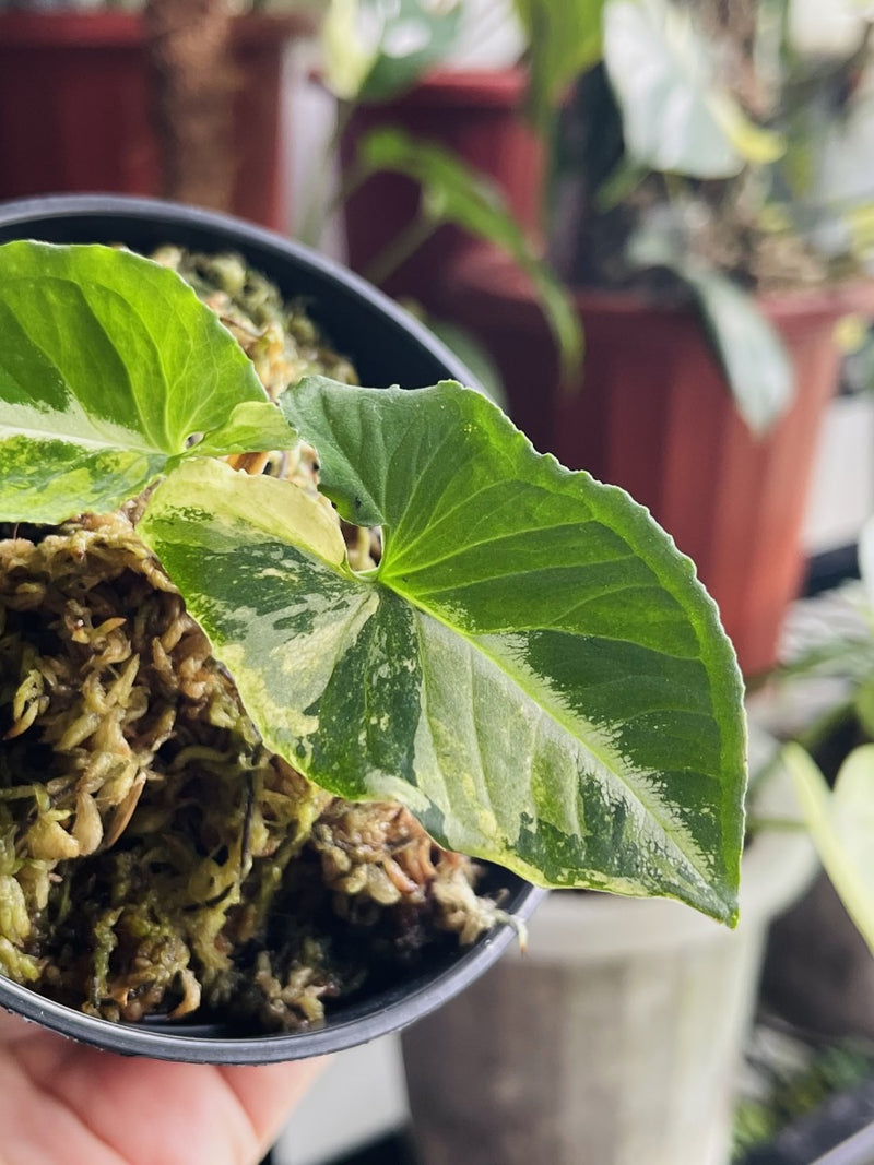 Syngonium Scrambled Egg