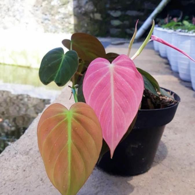 12 Philodendron Pink Mican