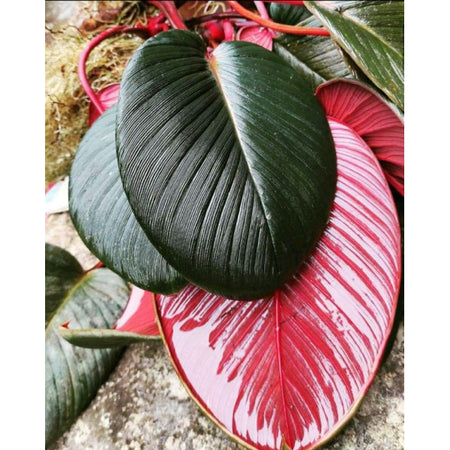 Homalomena Red thick leaves SP Sumatra