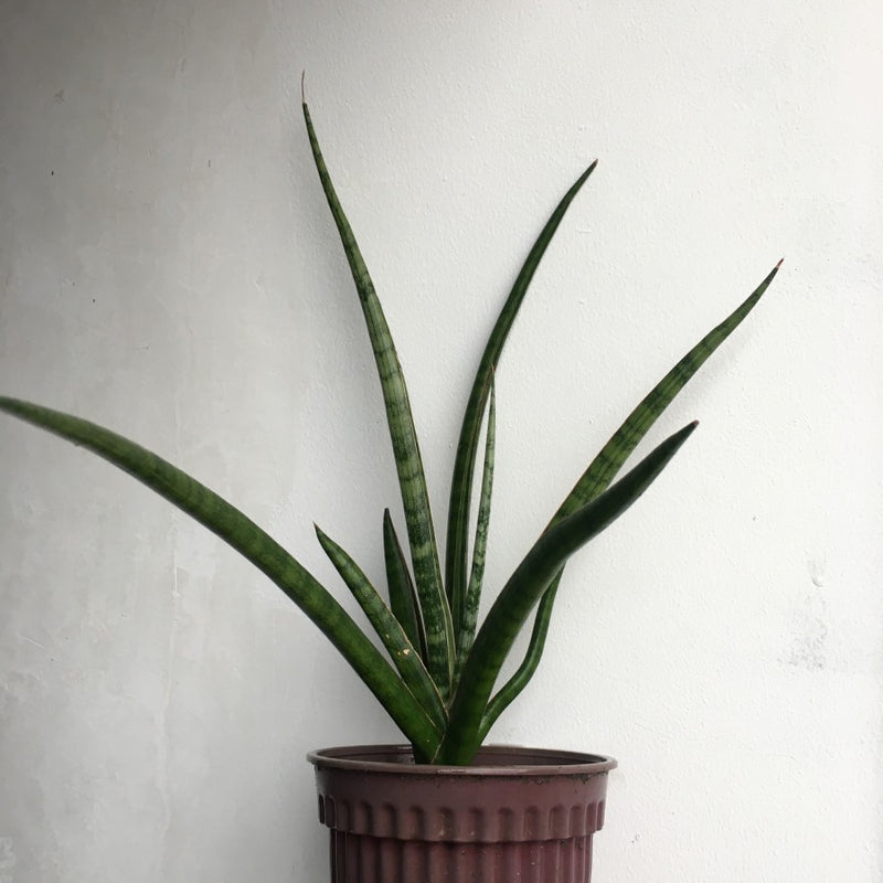 Sansevieria Lady Charm