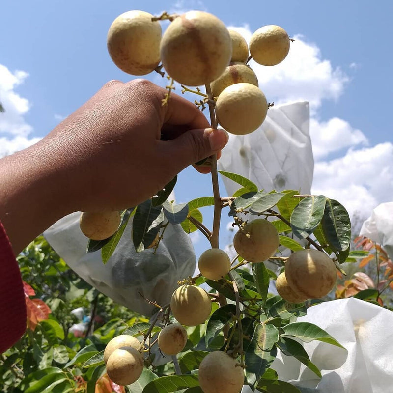 Dimocarpus longan matalada Fruit Tree