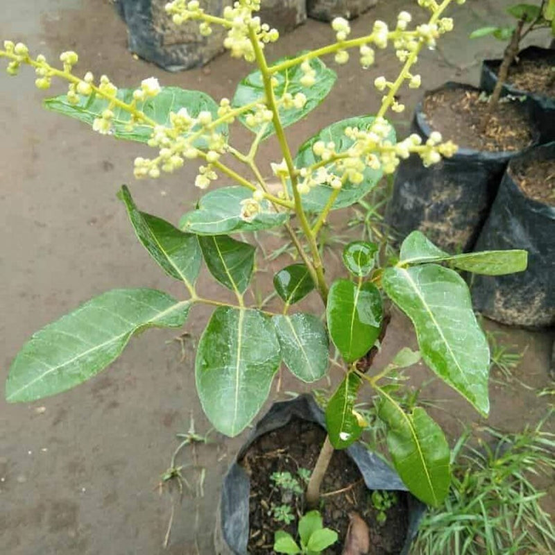 Dimocarpus longan matalada Fruit Tree