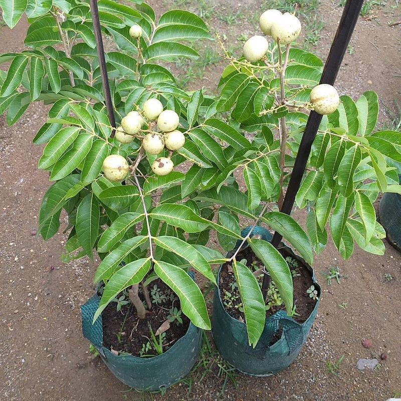 Dimocarpus longan matalada Fruit Tree