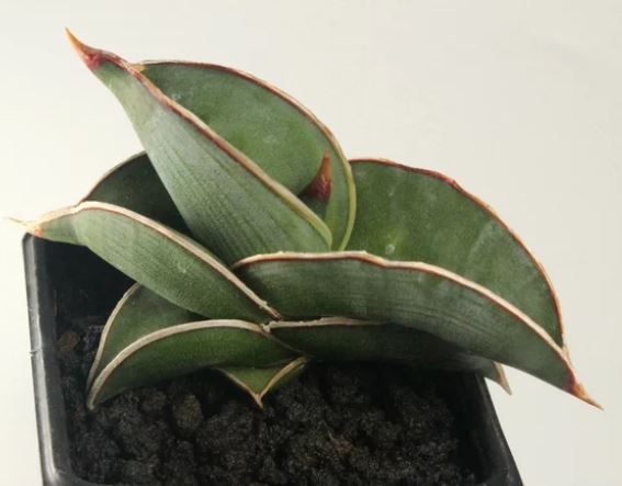 sansevieria Rorida