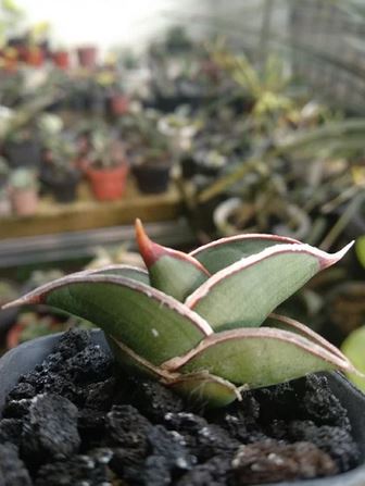 sansevieria Rorida