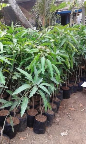 Irwin Superior Mango Fruit Plant Seeds