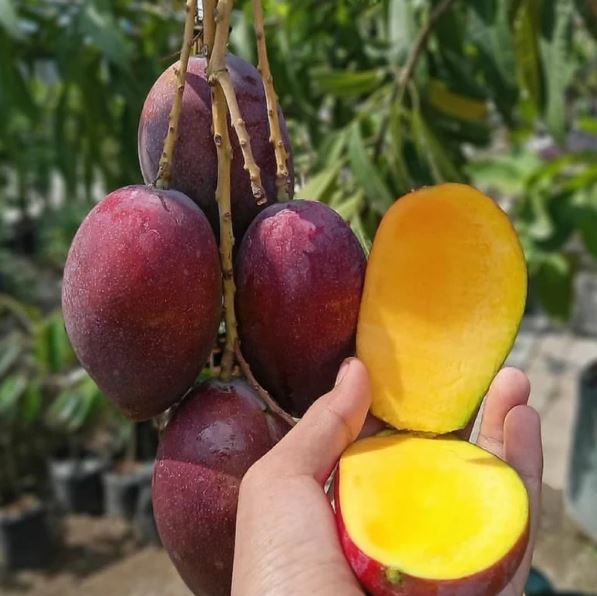 Irwin Superior Mango Fruit Plant Seeds