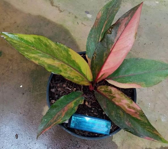 Anthurium Hokeri Pink Variegated