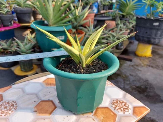 Sansevieria Royal Crown Variegated