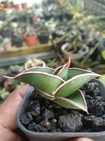 sansevieria Rorida