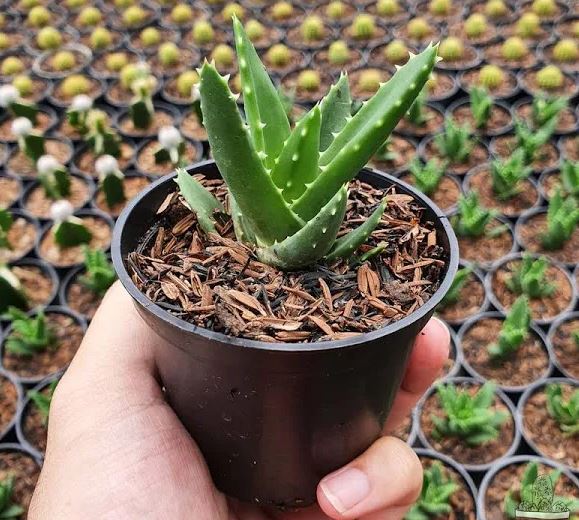 Aloe Mitriformis