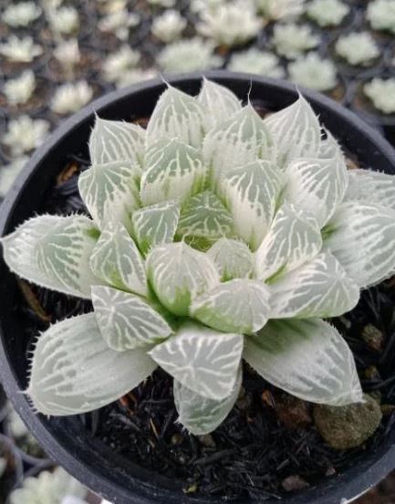 Haworthia Cooperi White