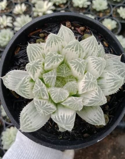 Haworthia Cooperi White