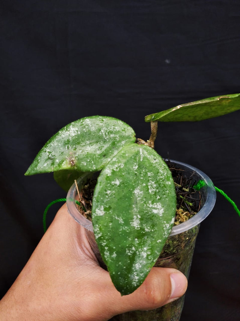 Hoya Meredithii Sp Aceh