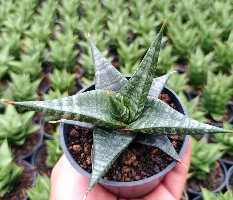 Sansevieria Blorong Hybrid