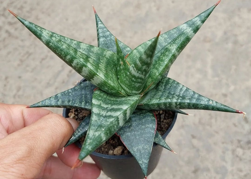 Sansevieria Blorong Hybrid