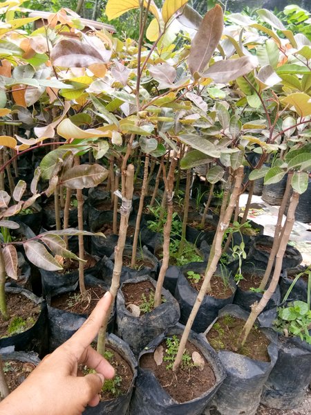 Dimocarpus Longan Red Fruit Tree