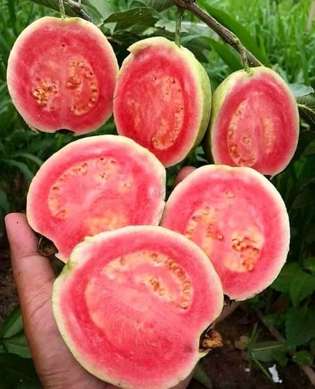 Psidium Guajava L Crystal Guava Bipara Fruit Tree