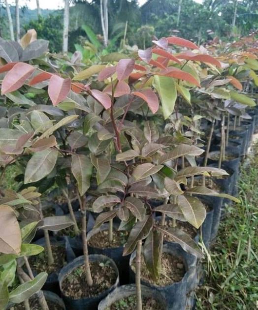 Dimocarpus Longan Red Fruit Tree