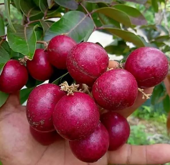 Dimocarpus Longan Red Fruit Tree