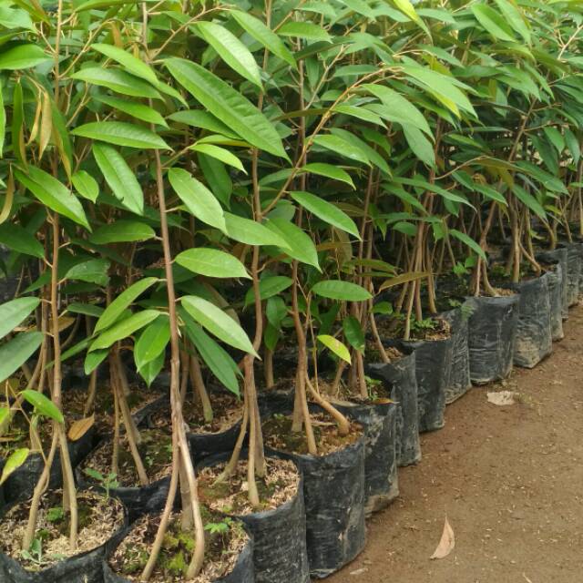 Musang King Durian Fruit Tree