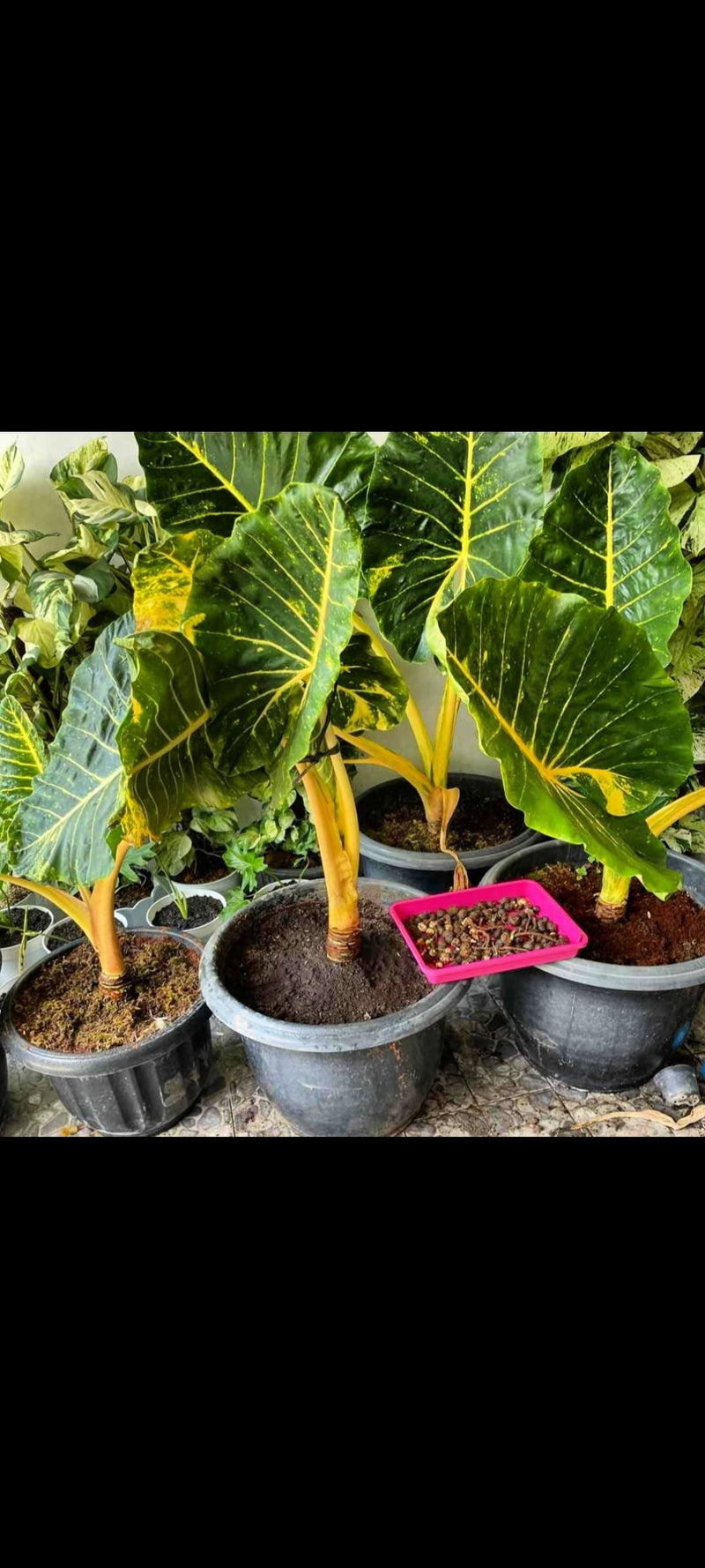 10 Seeds Alocasia new gunea gold