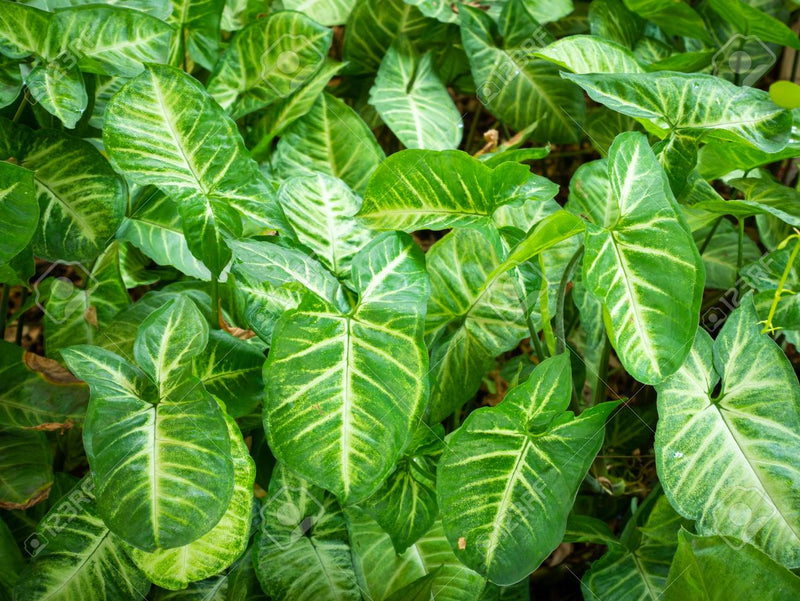 12 Syngonium Podophyllum