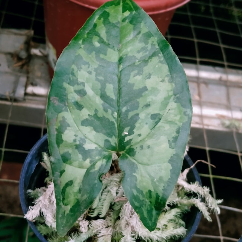 Syngonium Hapaline three color