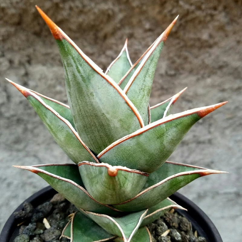 Sansevieria pinguicula