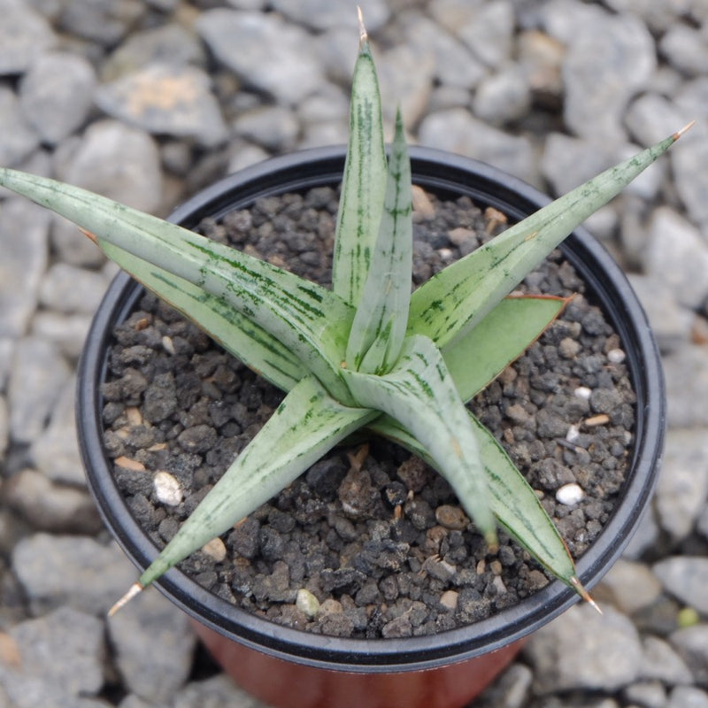 Sansevieria Lady Charm x Bella Silver