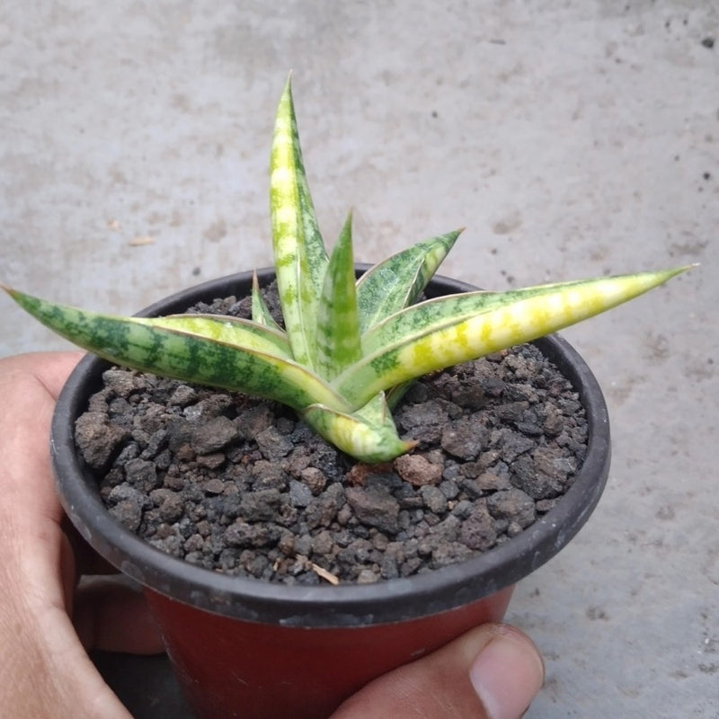 Sansevieria Ballyi Star Variegated