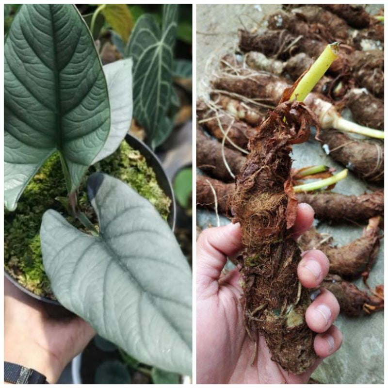 10 Tubers Alocasia Bisma