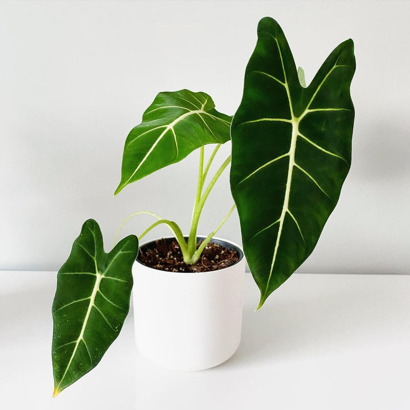 Alocasia Frydek