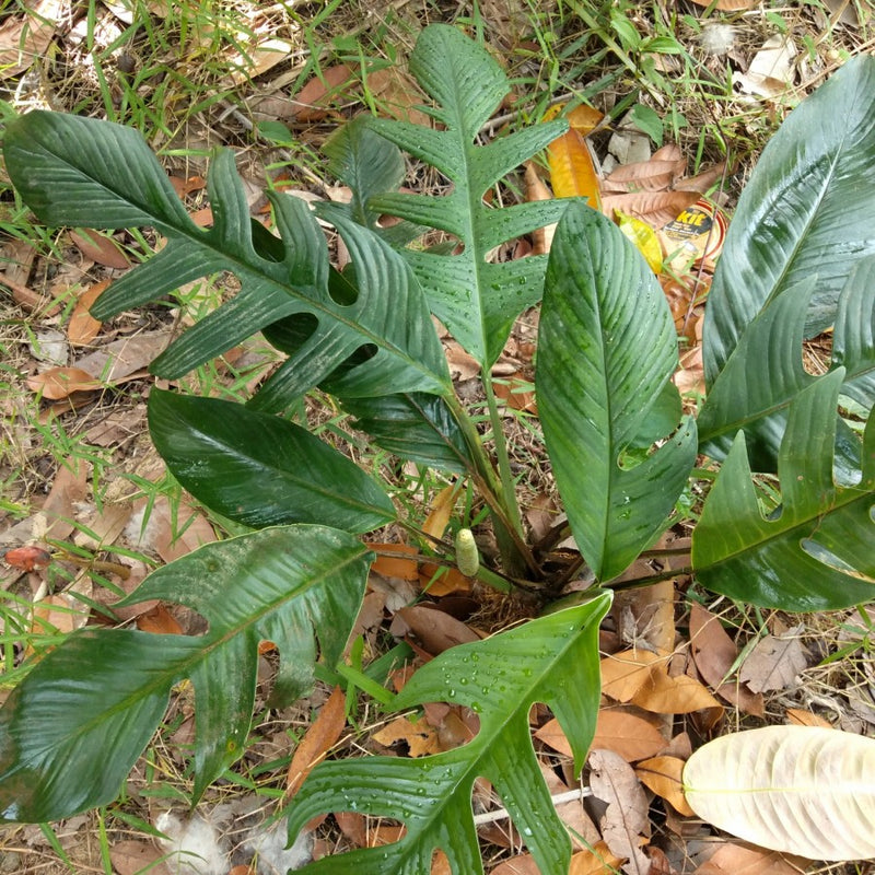 Monstera Rhaphidophora Beccarii