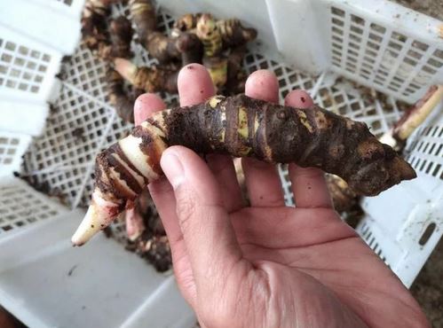 10 Tubers Alocasia Nebula