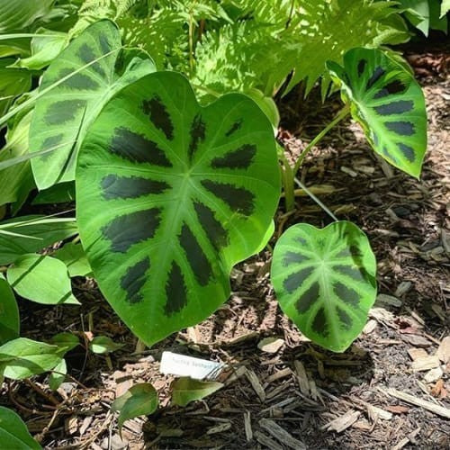 Colocasia dark shadow