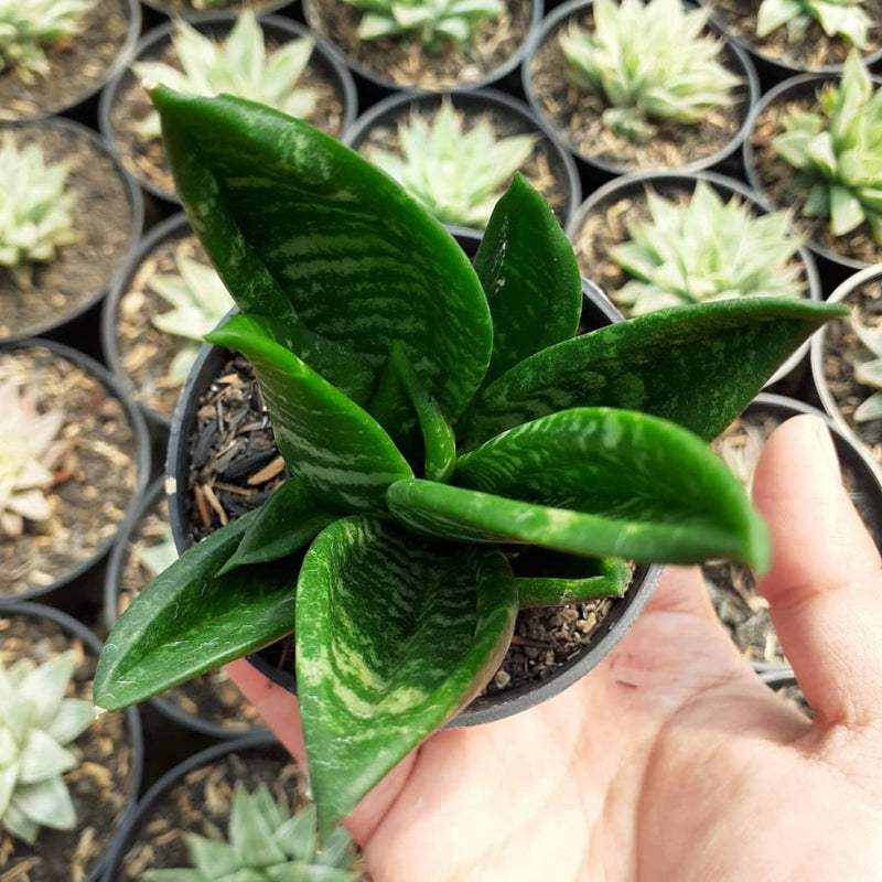 Sansevieria hahnii crested