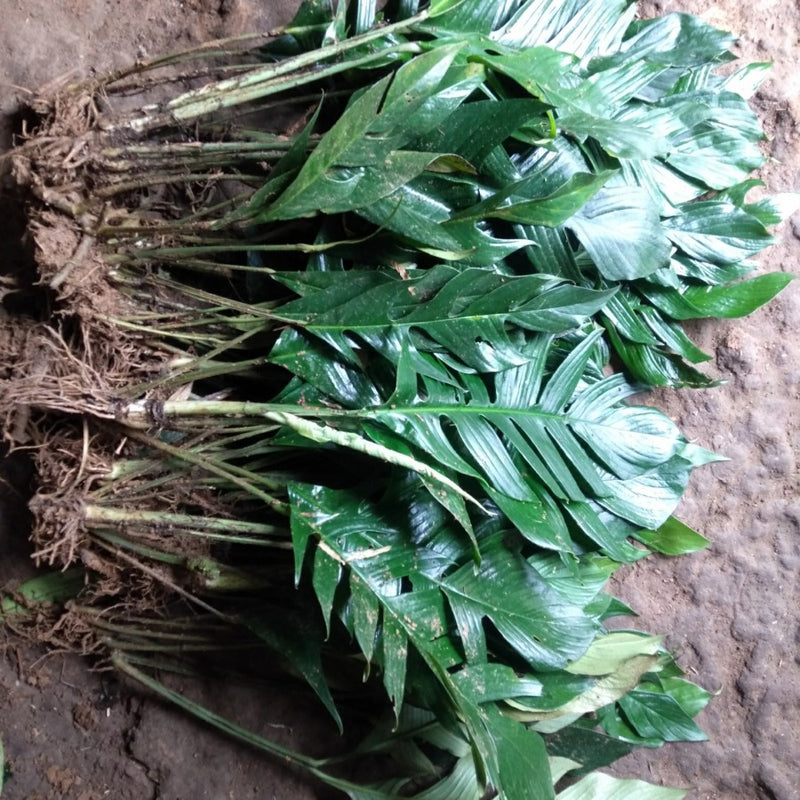 Monstera Rhaphidophora Beccarii