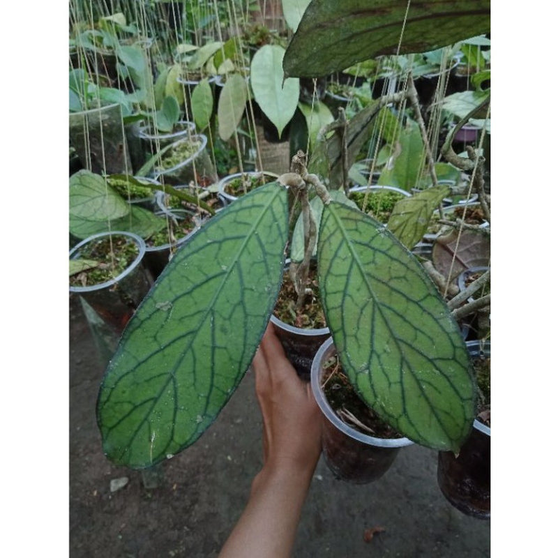 Hoya Sp Lampung