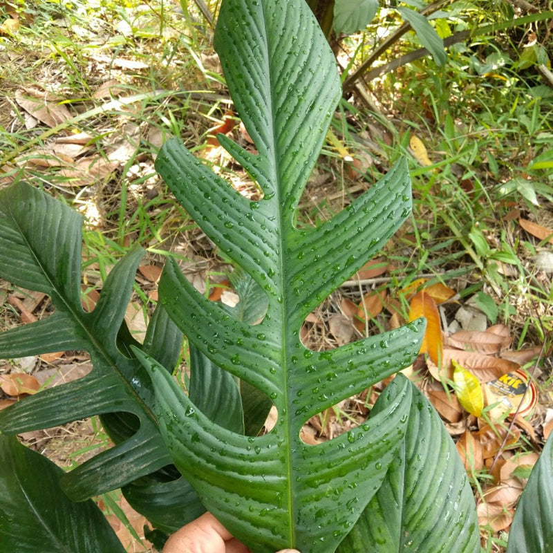 Monstera Rhaphidophora Beccarii