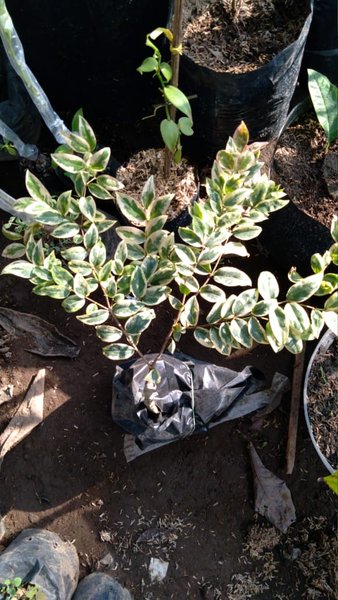 Jaboticaba Variegated Fruit Tree