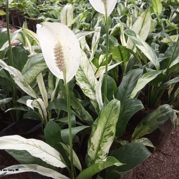 Spathypillum peace lily Variegated