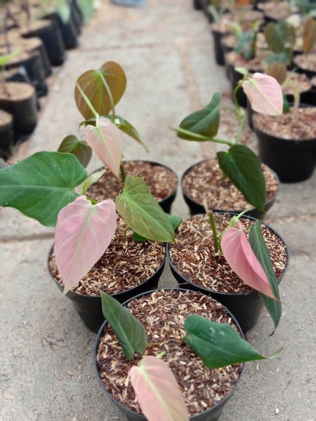 12 Philodendron Pink Mican