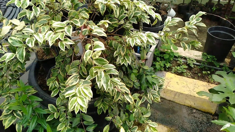 Jaboticaba Variegated Fruit Tree