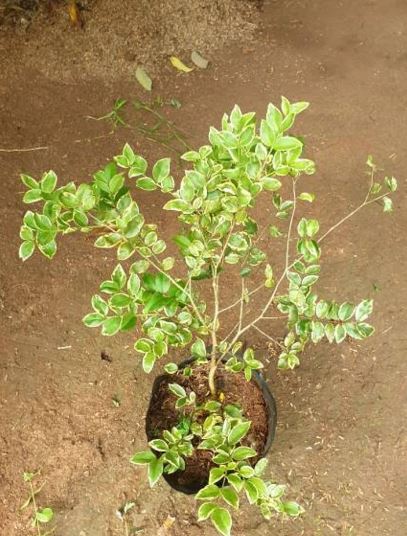 Jaboticaba Variegated Fruit Tree