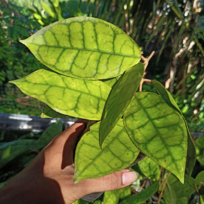 Hoya AFF Lambii Sp Borneo